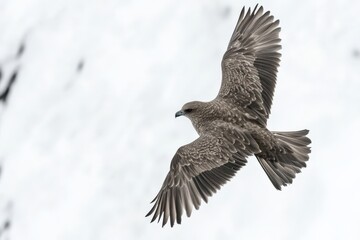 Fototapeta premium An elegant bird with outstretched wings gliding effortlessly within a snowy environment, highlighting the effortless beauty and adaptability of wildlife amid cold conditions.