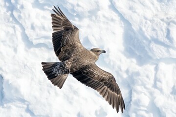 Obraz premium A bird flies with elegance over a snowy landscape, capturing an image of serenity in motion, illustrating the concept of freedom and the gracefulness of nature.