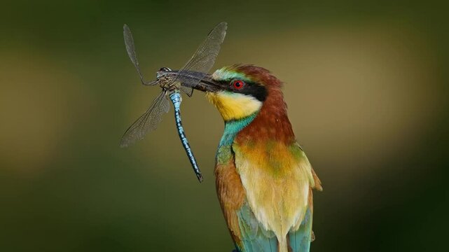 European bee-eater (Merops apiaster) with a dragonfly prey