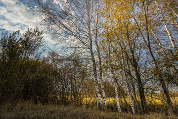 Fototapeta premium A tree with yellow leaves is in the foreground of a field
