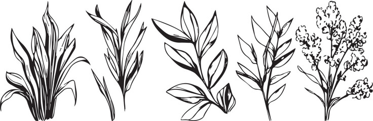 Set of silhouette plants, plant design. Hand drawn vector illustration