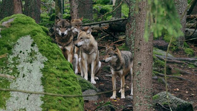 Eurasian wolf pack howling (Canis lupus lupus) in the forest
