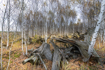 A forest with a large fallen tree in the middle