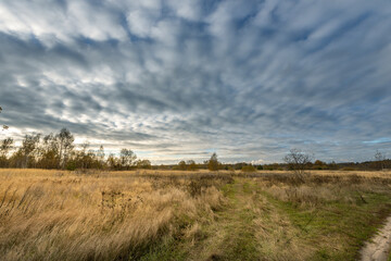 A field of grass with a cloudy sky in the background