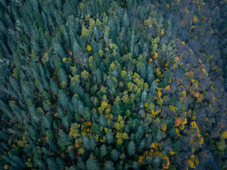 Autumn forest aerial drone view