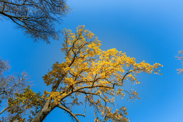 A tree with yellow leaves is in the middle of a blue sky