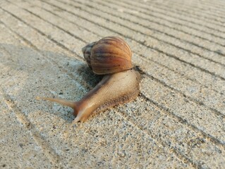 Orientation landscape - Snails are soft animals that belong to the mollusk group, just like snails.
walking slowly on the concrete