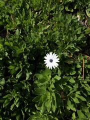 The small white flower