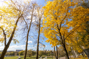 A row of trees with yellow leaves in a park