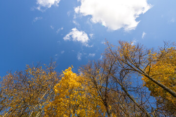 Fototapeta premium The sky is blue and the trees are yellow