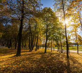 A park with trees and leaves on the ground