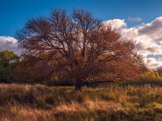 Obraz premium Autumn Tree in Afternoon Light