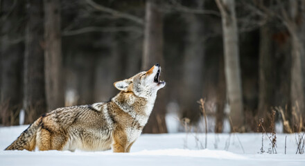 Fototapeta premium Wild coyote howling in snowy forest wilderness - nature and wildlife photography for winter posters