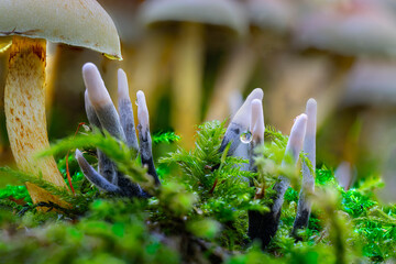 Geweihf&ouml;rmige Holzkeule, bis zu 6 Zentimeter gro&szlig;, oben wei&szlig;lich gef&auml;rbt. Im Herbst. wachsen in W&auml;ldern, auf Wiesen, an Wegesr&auml;ndern. zahlreiche essbare, ungenie&szlig;bar aber auch t&ouml;dlich giftige Pilze.