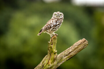 Obraz premium A Little Owl perched on the branch of a tree
