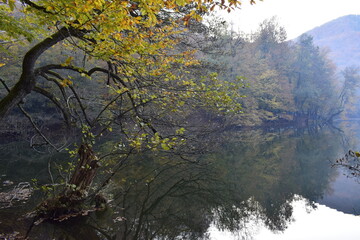 winter forest in the fog
