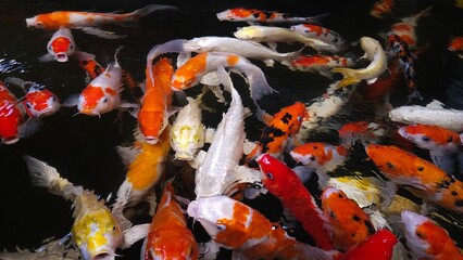 Top view of many colorful Koi fishes or Japanese Koi carp swimming in the healthy pond.