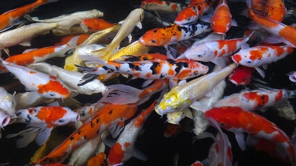Top view of many colorful Koi fishes or Japanese Koi carp swimming in the healthy pond.