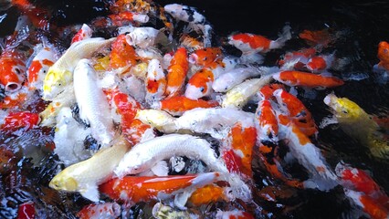 Top view of many colorful Koi fishes or Japanese Koi carp swimming in the healthy pond.
