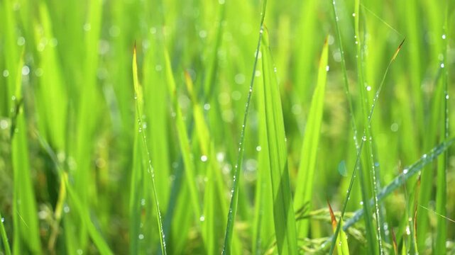 Close up to rice seeds in ear of paddy. Beautiful rice field and ear of rice. Dew drops on rice fields. Agricultural production background. In Cao Bang province, Vietnam, Asia