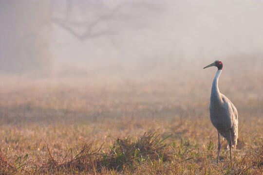 Sarus crane (Antigone antigone) in a foggy atmosphere, Keoladeo National Park, Bharatpur, India
