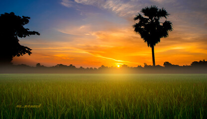 Obraz premium Golden sky, sun setting on green rice fields
