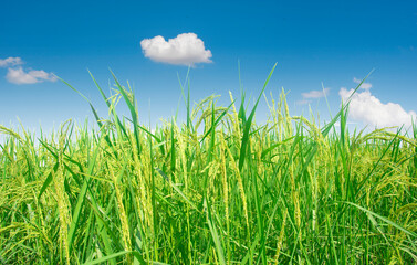 Blue sky alternating with green rice fields