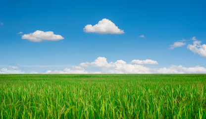 Obraz premium Blue sky alternating with green rice fields