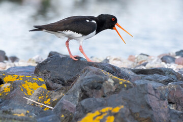 Austernfischer (Haemathopus ostralegus) steht auf Steinen, Föhr, Nordsee-Insel, Nordfriesland, Schleswig-Holstein, Deutschland, Europa