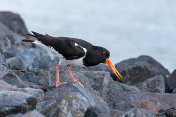 Austernfischer (Haemathopus ostralegus) steht auf Steinen, Föhr, Nordsee-Insel, Nordfriesland, Schleswig-Holstein, Deutschland, Europa