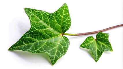 Close-up of ivy leaf isolated on white background