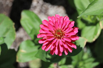 Obraz premium close-up lone pink mauve gold blossom against green leaves