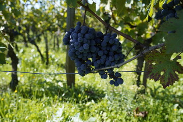 Bordeaux,France - October 4, 2024: Beautiful vineyard in autumn in Bordeaux, France. The grape variety is Cabernet Franc.