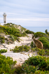 A kangaroo stand with Cape Spencer Lighthouse, South Australia