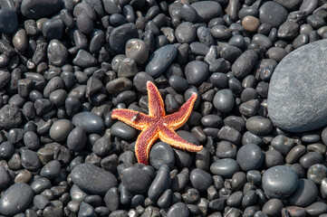 Djupalonssandur Beach Iceland,  common starfish on black pebble beach with fly