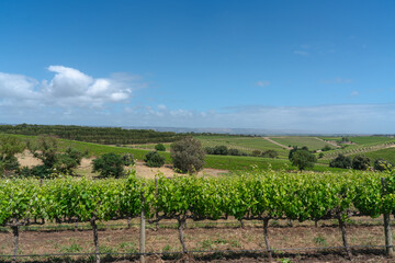 Beautiful vineyard hill with blue sky.