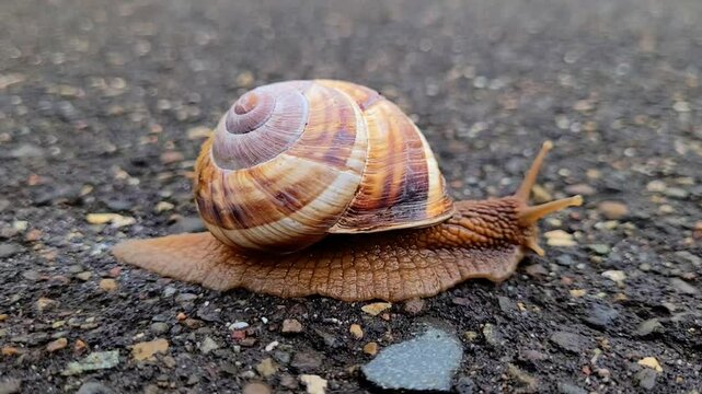 snail in the park
close-up shooting, a brown snail with a mustache and a shell crawls along a path in the park after the rain