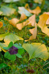 ginkgo kleeblatt