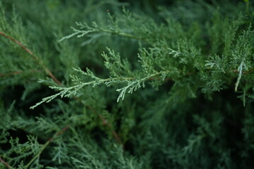 background green juniper branches texture ripe blue berries close-up gradient turquoise color fragrant spice in nature