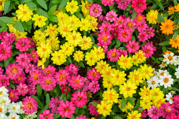 Fototapeta premium Top view of Colorful Zinnia flowers. Beautiful flowers background.