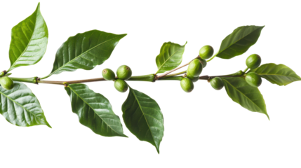 Coffee tree, coffee beans on tree isolated on white background