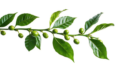 Coffee tree, coffee beans on tree isolated on white background