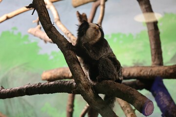 Marmoset monkey on a tree branch in a zoo.