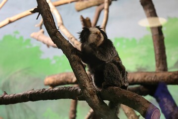 Marmoset monkey in a zoo exhibit