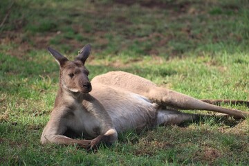 Relaxed kangaroo lounging on grass.
