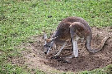 Kangaroo digging in the grass