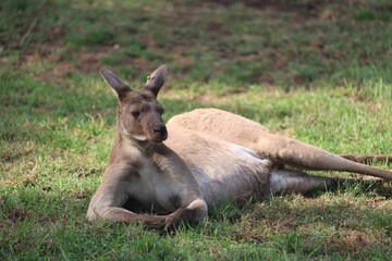 Fototapeta premium Kangaroo lounging on grass under the sun.