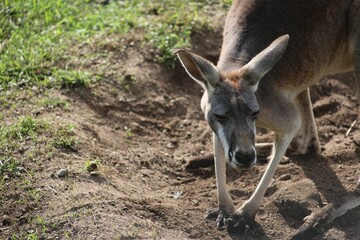 Kangaroo in natural habitat