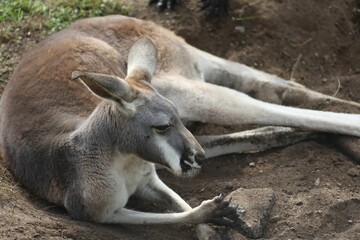 Kangaroo relaxing in nature