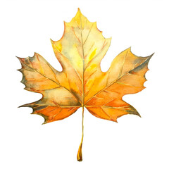 Obraz premium Beautiful yellow autumn leaf painted in watercolor, perfect for greeting cards and seasonal artwork. Close-up drawing. Watercolor painting of fall foliage and isolated on white background.